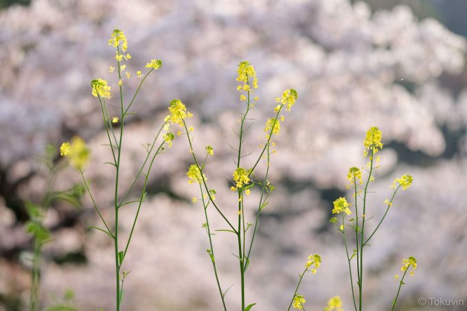 中ノ島の菜の花と桜