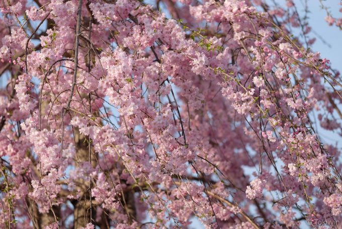 中ノ島の枝垂れ桜