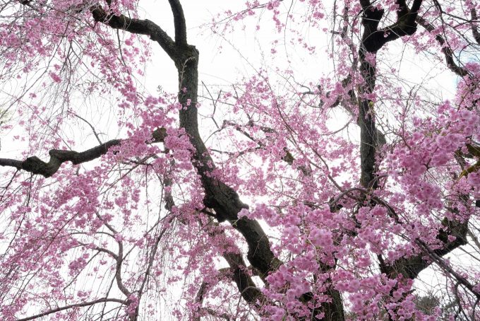 二条城の枝垂れ桜