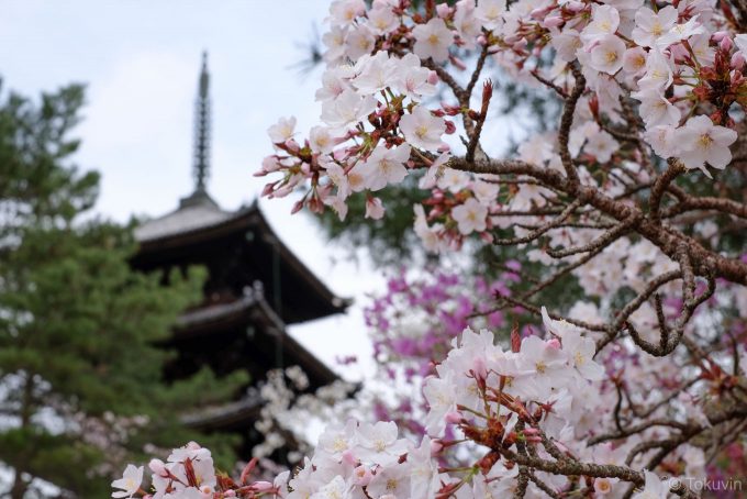 仁和寺 五重塔