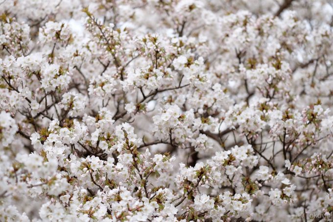 仁和寺 御室桜