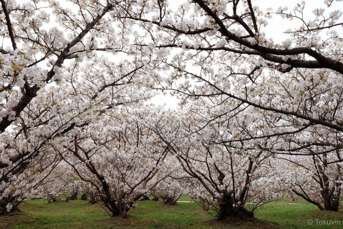 仁和寺 御室桜
