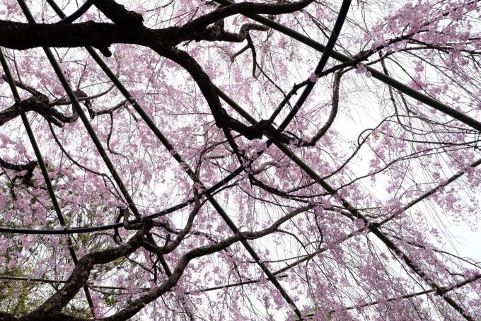 退蔵院 紅しだれ桜