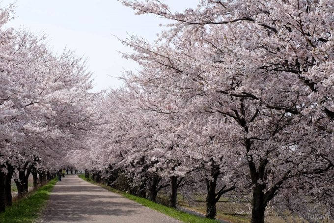 高時川堤防の桜
