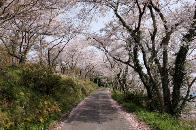 桜の中を虎御前山へと上がっていく