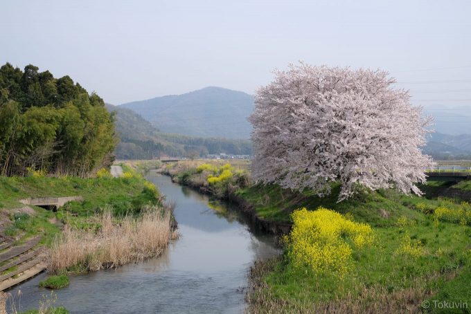 田川沿いの桜 (X-T1 + XF35mm F1.4R)