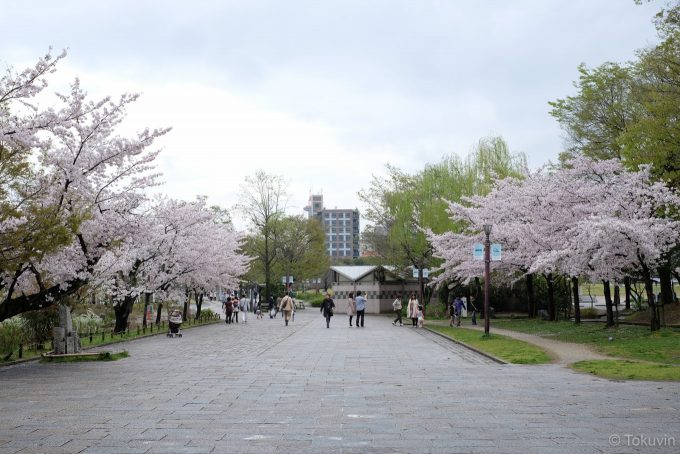 桜の美しい梅小路公園
