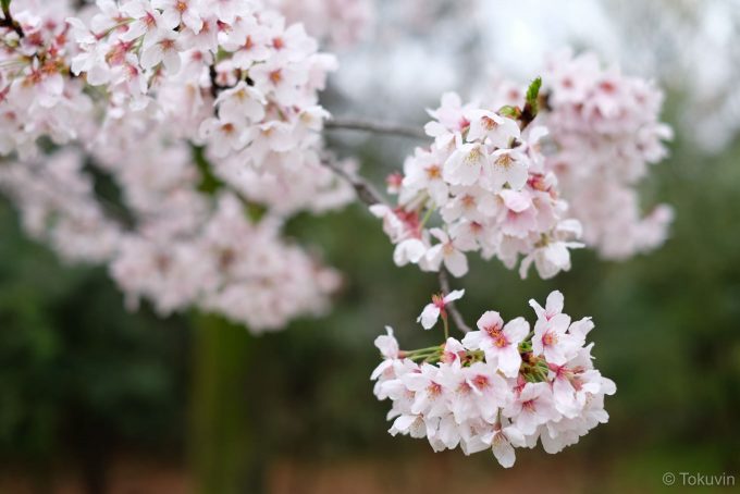 梅小路公園の桜