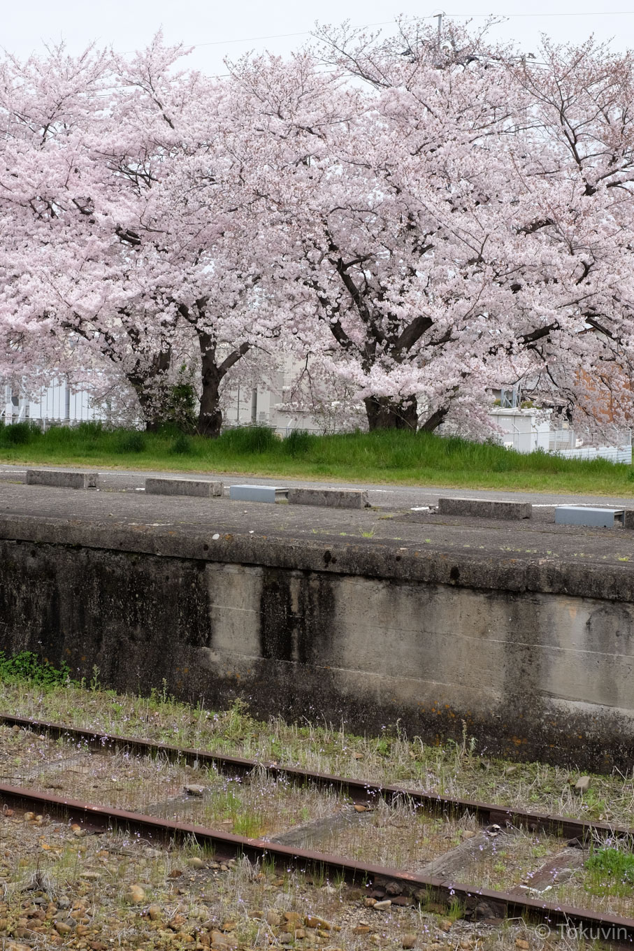 善通寺駅裏の桜。