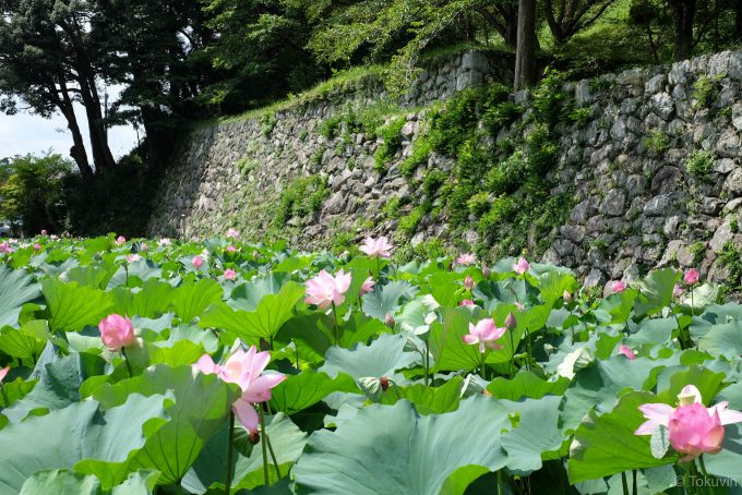 大賀ハスと石垣