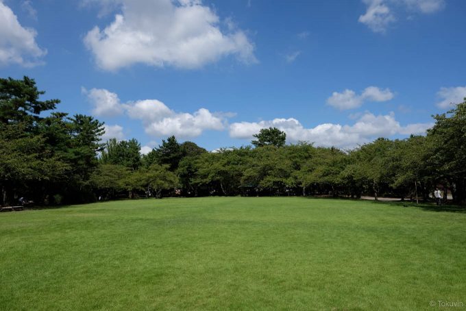 芝生の広がる小竹薮広場