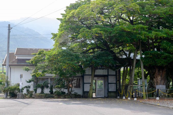 木造駅舎と大きなタブノキ