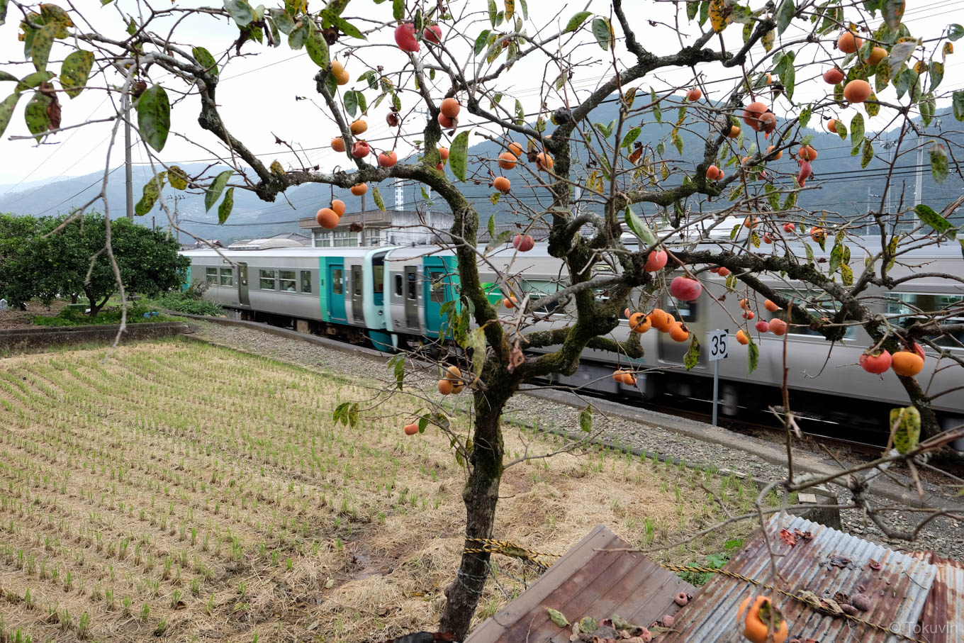徳島線の列車が走り去る。