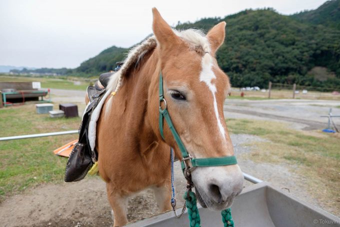 オランダ生まれの馬