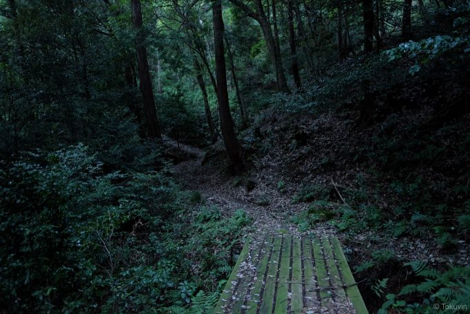 青岸寺付近は暗い森の中