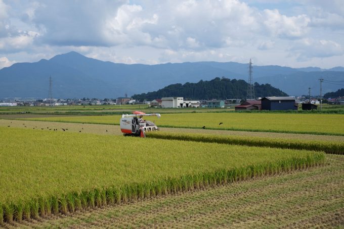 駅周辺では稲刈りが進む(背後の小山が大野城) (FUJIFILM X-T1 + XF35mm F1.4R)