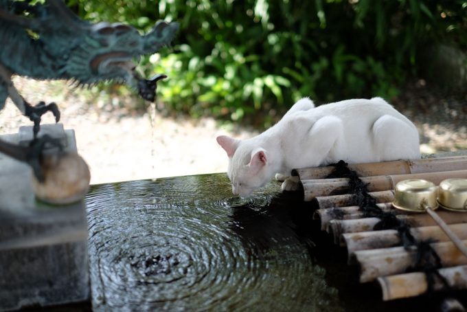 手水舎は猫の水飲み場 (FUJIFILM X-T1 + XF35mm F1.4R)