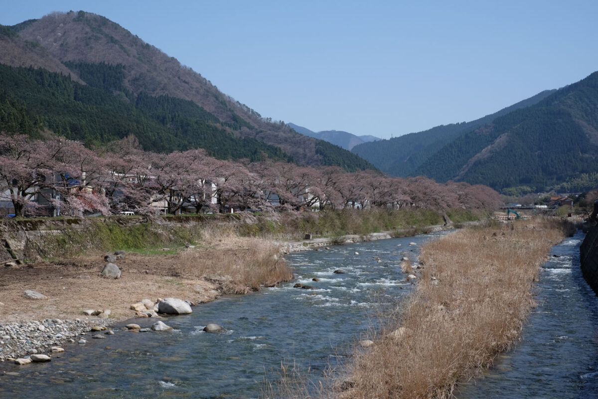 千代川沿いの桜土手。