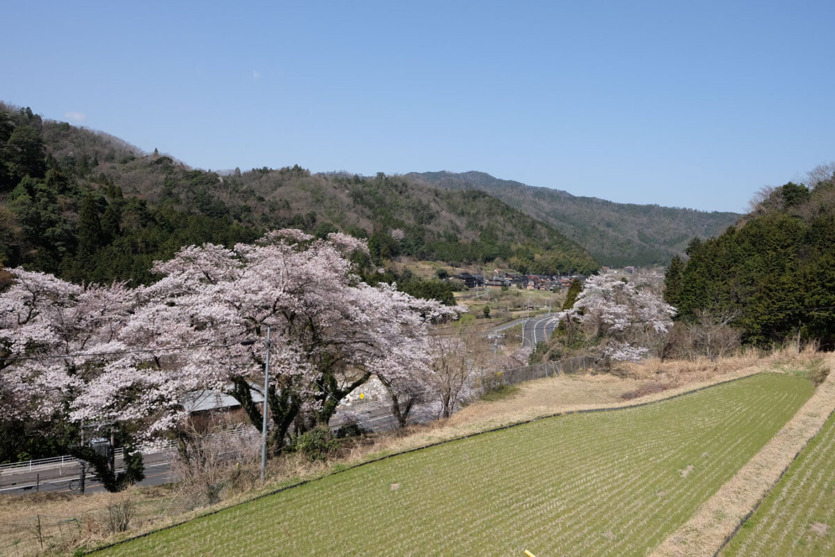 鳥居野の桜。