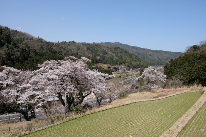 鳥居野の桜(奥が宮原) (FUJIFILM X-T1 + XF16mm F1.4R)
