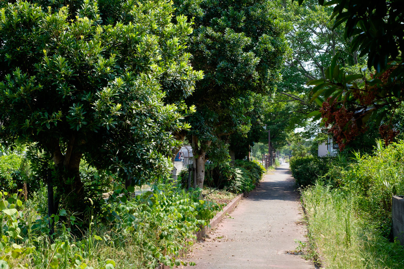 どこまでも並木の続く、小松島線跡の遊歩道。