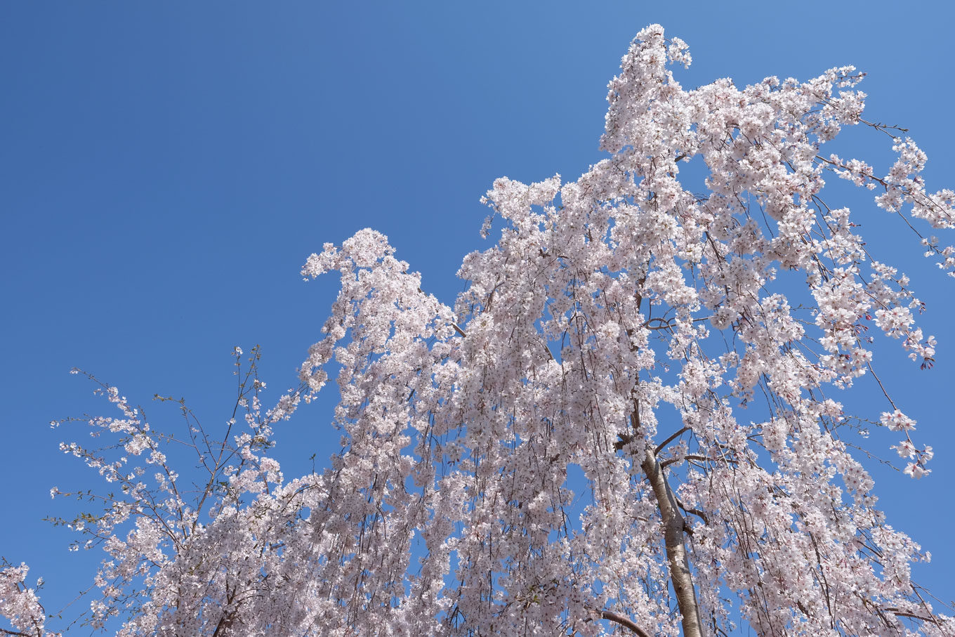 沿道の桜は満開。