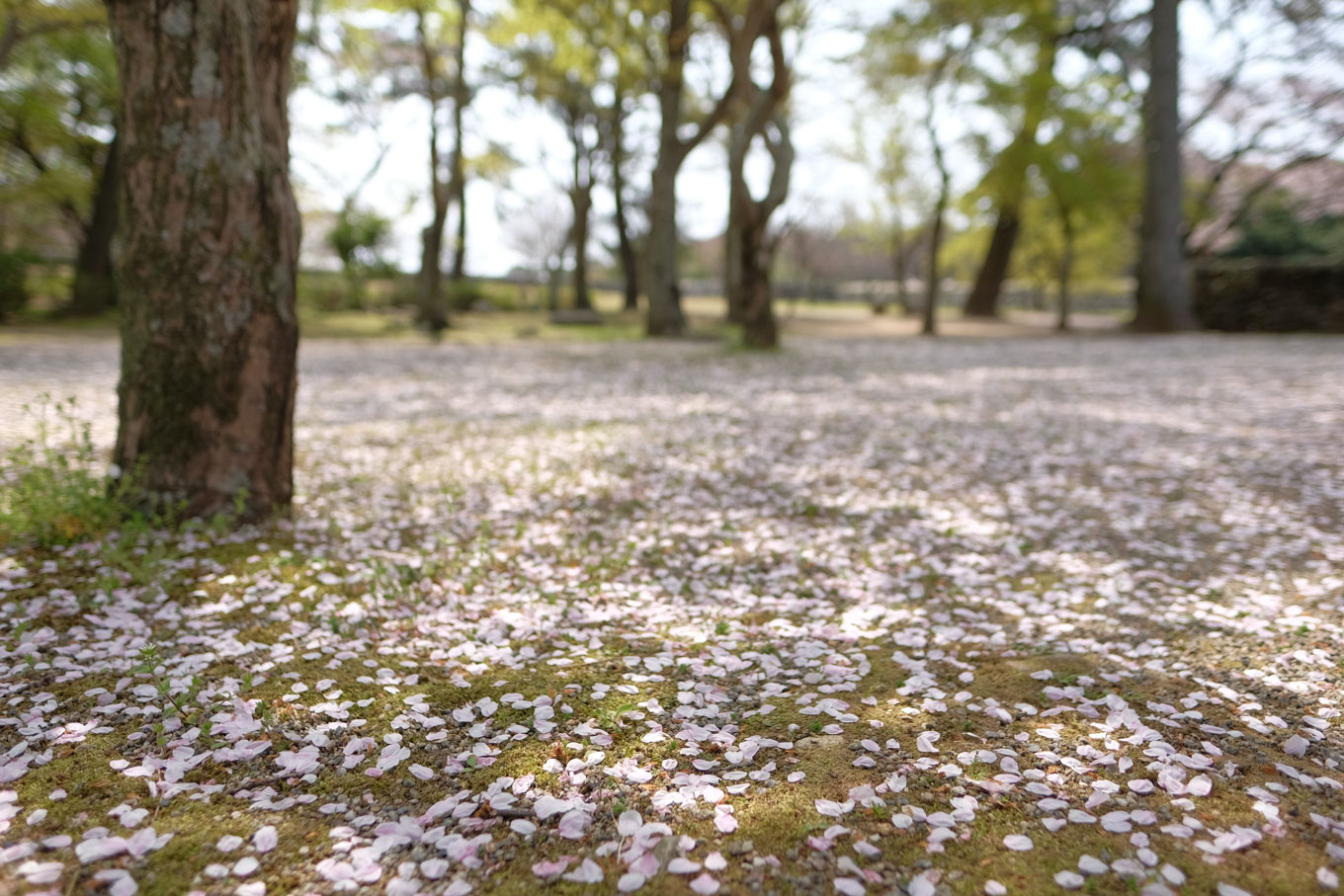 桜の花びらに染まる足下。