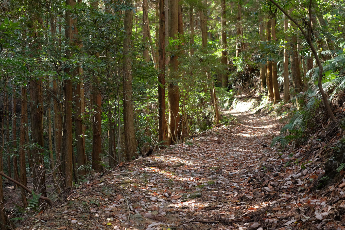 樹林のなかを伸びる熊野古道。