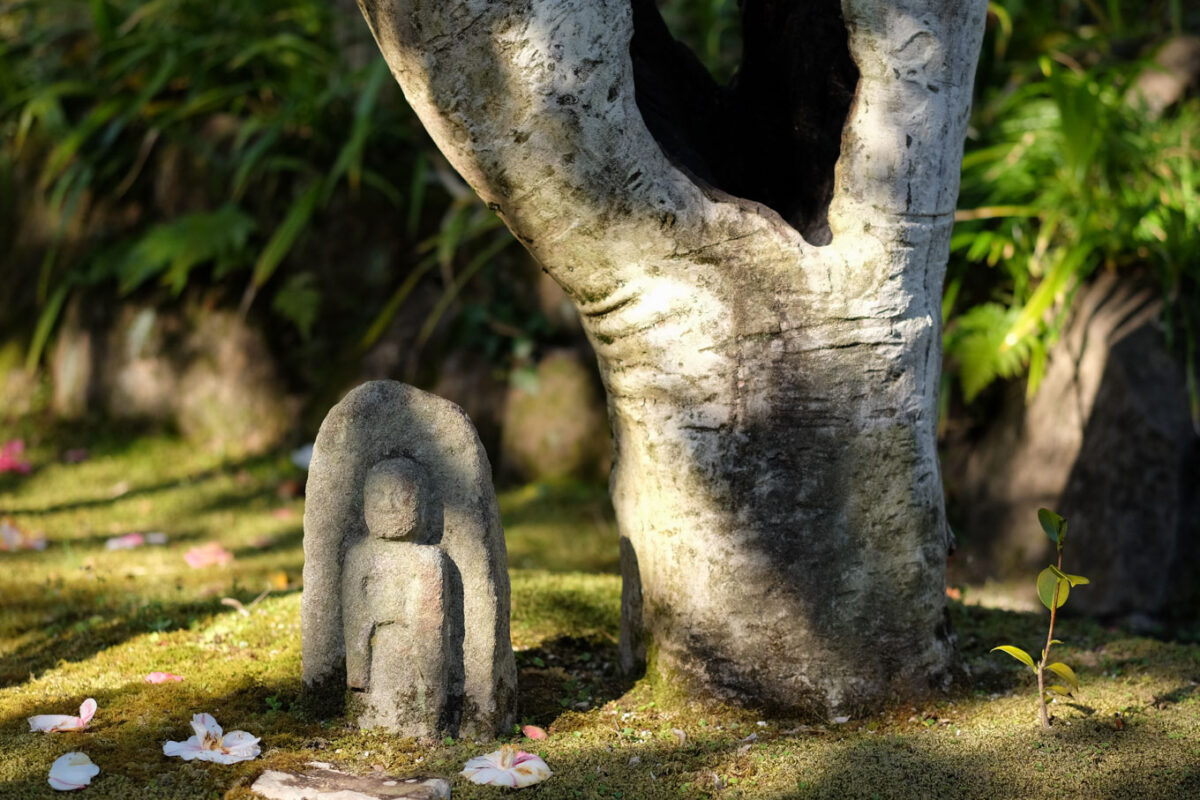 白毫寺の五色椿と石仏。
