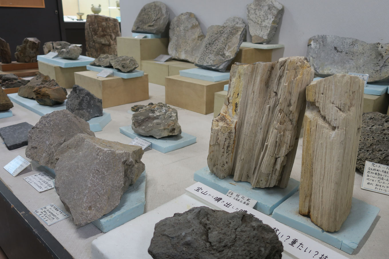 化石・郷土資料館の展示品（許可を得て撮影）。