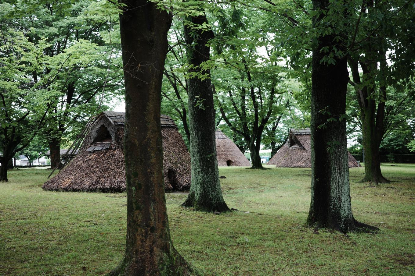 樹間にいくつもの復元された竪穴式住居が並ぶ炉畑遺跡。