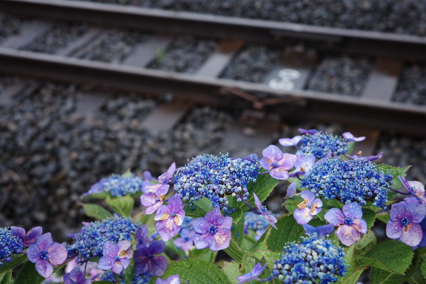 線路沿いに咲く紫色のアジサイ。