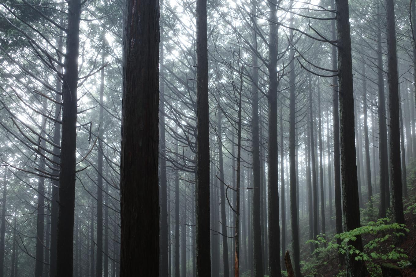 GR IIIxで撮影した霧の漂う林。