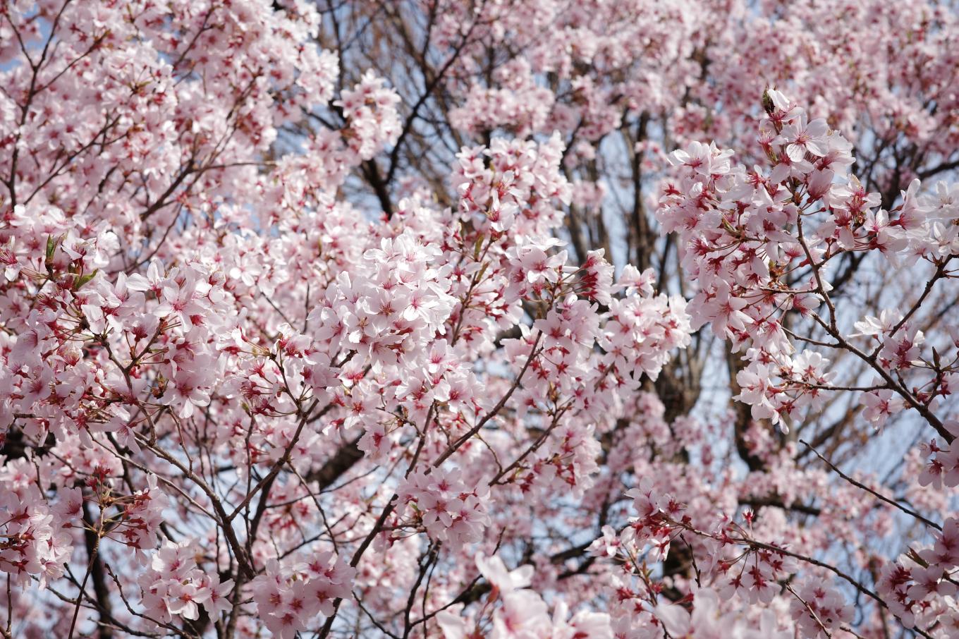 本丸を彩る満開の桜。
