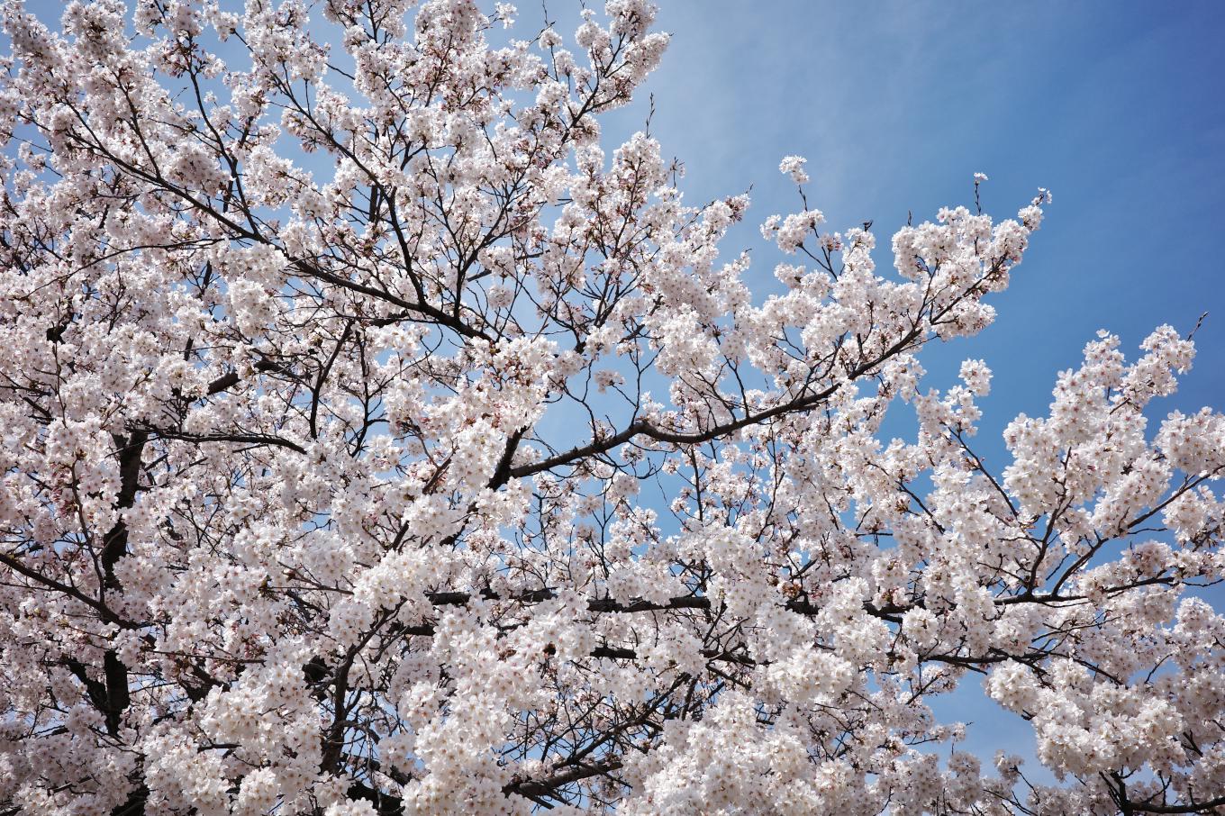 青空を背景にした桜を見上げる。