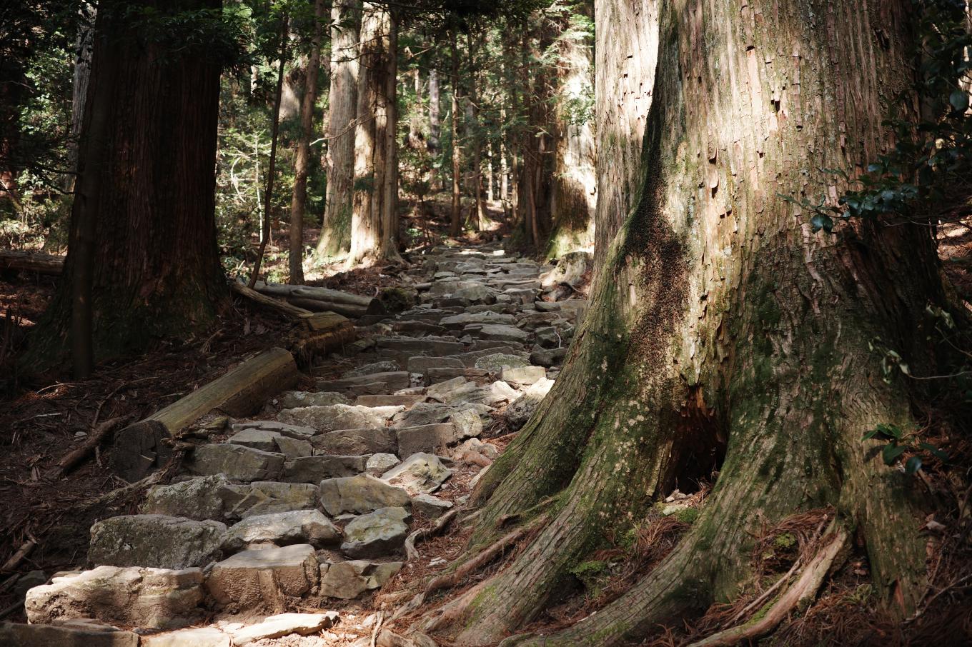 スギの巨樹が立ち並ぶ登山道。