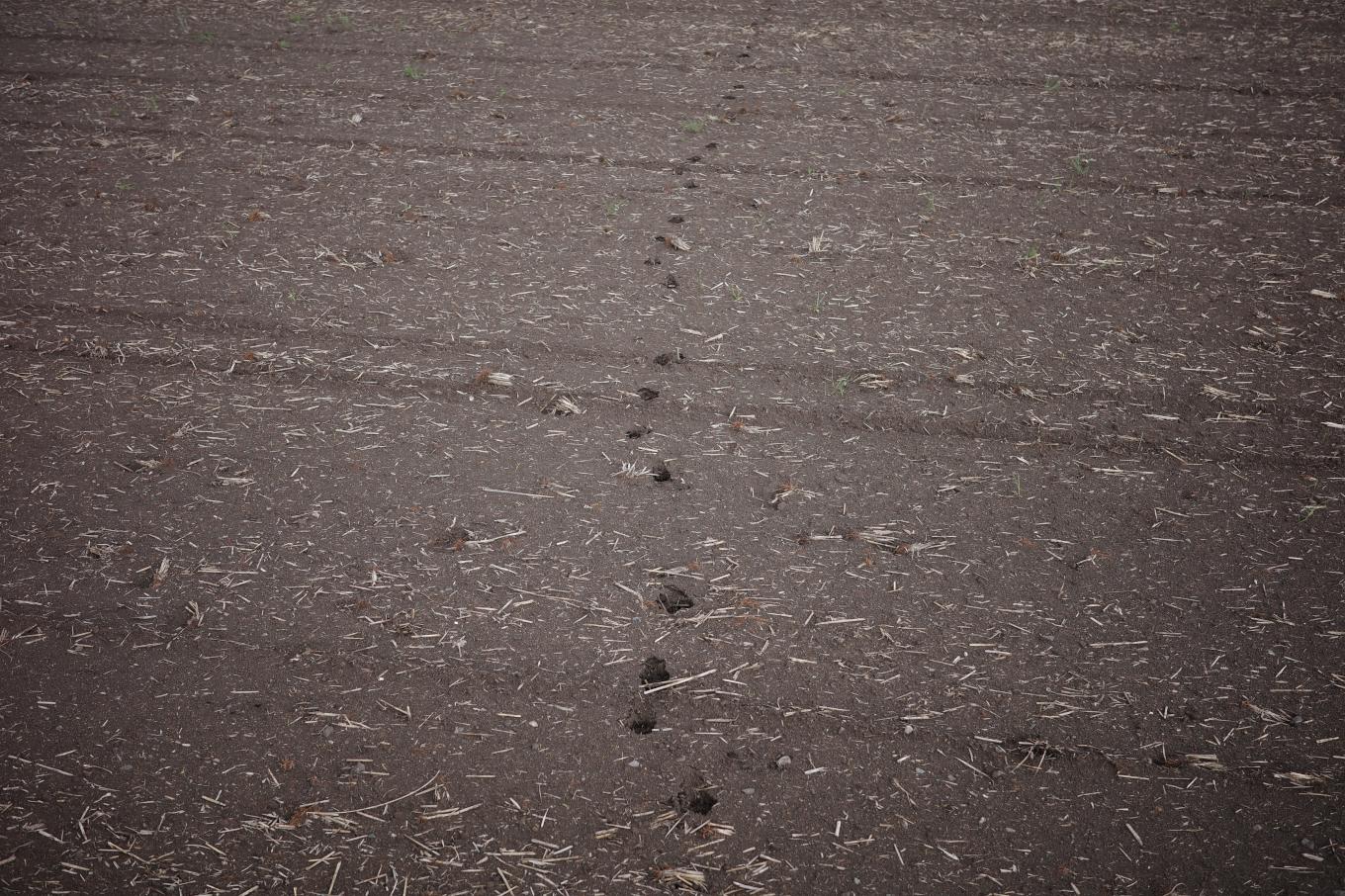 田起こしのあとについた動物の足跡。