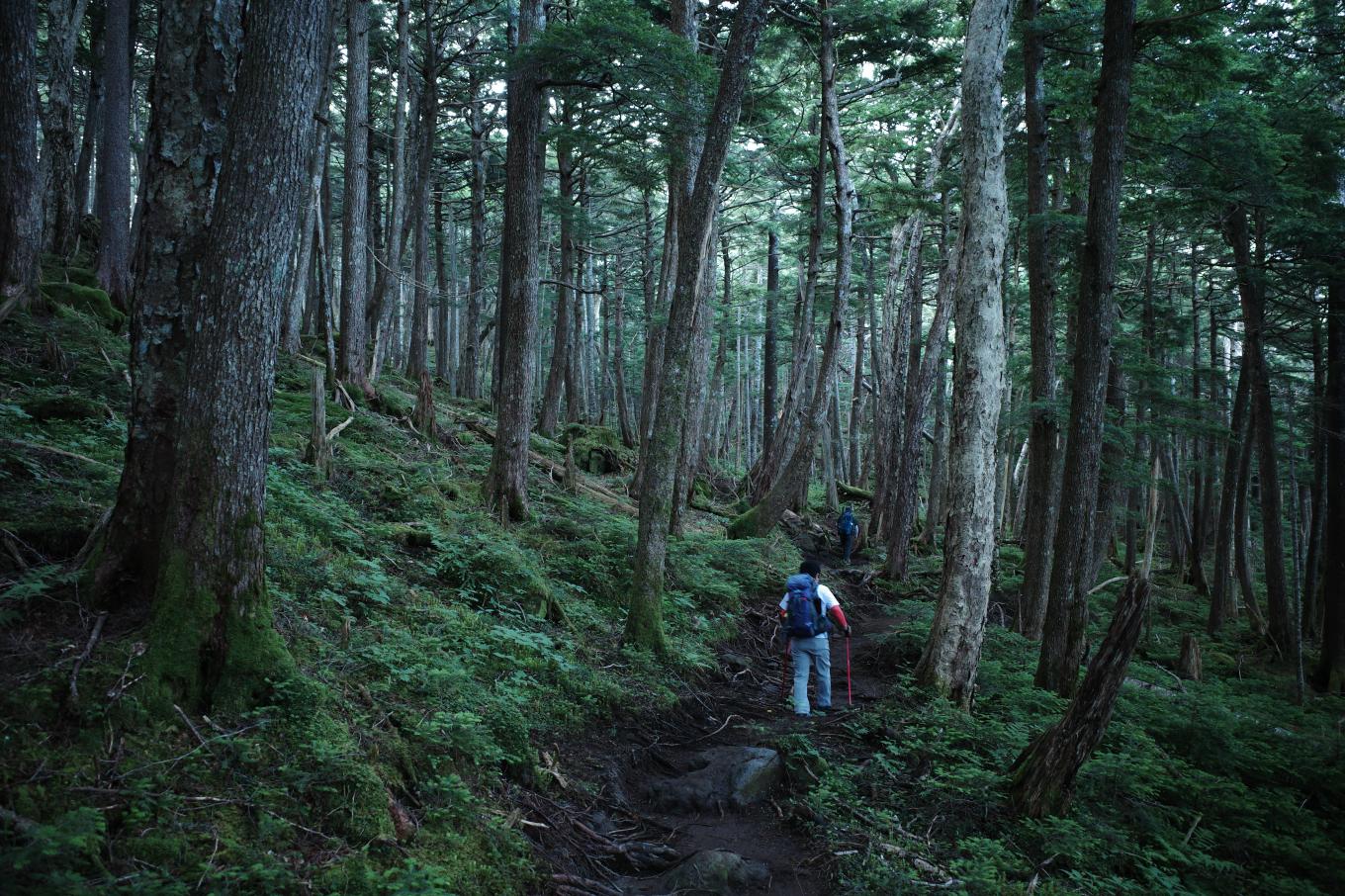 GR III（GRIII、GR3）で撮影した原生林の森。