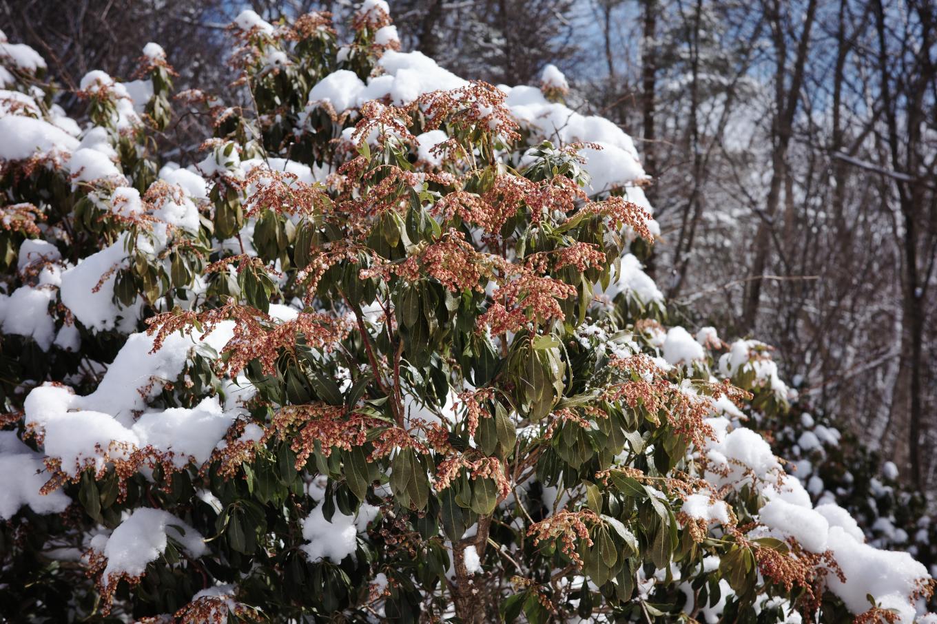 雪を被ったアセビの木。
